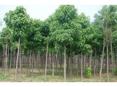 河南省太康縣國新苗木種植專業合作社 優質速生楸樹，規格齊全，大量供應