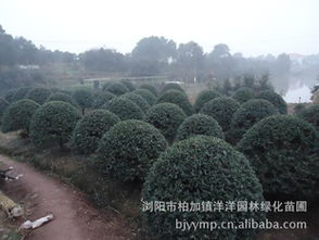 精品綠化苗木枸骨球批發供應指南 從瀏陽苗圃到農苗網一站式采購
