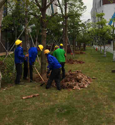 小區綠化養護中的林木類樹木選擇與種植指南